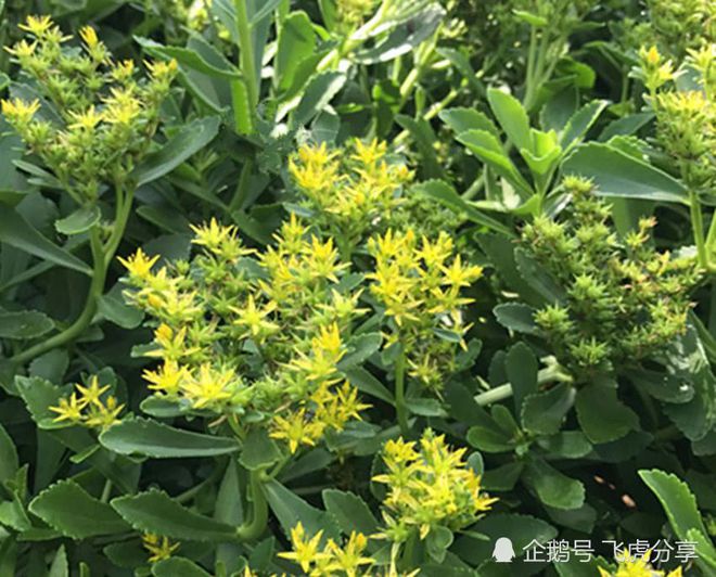 一种古老而珍贵的盆栽，家里养几盆，价值珍贵，值得应有-珍贵的盆栽植物有哪些