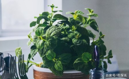 卧室放这些植物盆栽，效用各不同，却皆对身体有益-卧室摆什么盆栽对身体好