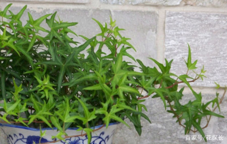 卧室放这些植物盆栽，效用各不同，却皆对身体有益-卧室摆什么盆栽对身体好