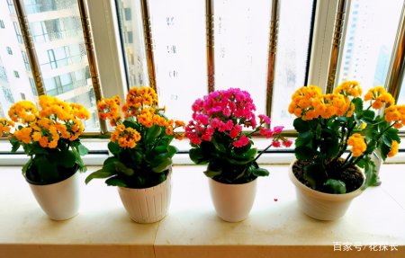 卧室放这些植物盆栽，效用各不同，却皆对身体有益-卧室摆什么盆栽对身体好