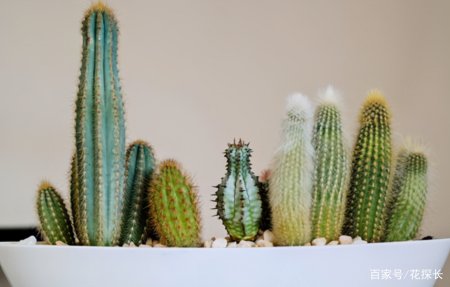 卧室放这些植物盆栽，效用各不同，却皆对身体有益-卧室摆什么盆栽对身体好