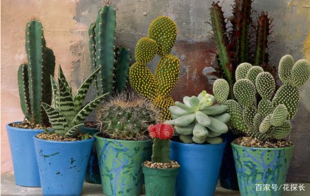 卧室放这些植物盆栽，效用各不同，却皆对身体有益-卧室摆什么盆栽对身体好