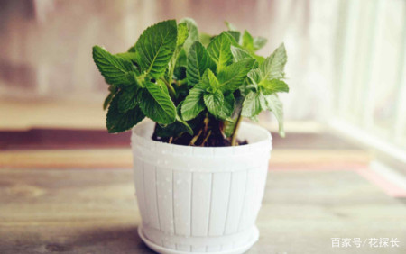 卧室放这些植物盆栽，效用各不同，却皆对身体有益-卧室摆什么盆栽对身体好