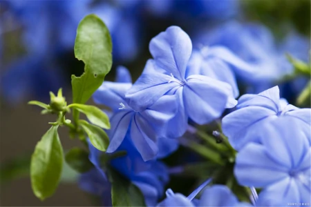 7种专挑寒冷时节开花的绿植，冬天植物选择-寒冷的冬天开的花图片