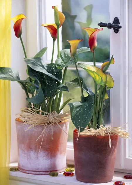 7种专挑寒冷时节开花的绿植，冬天植物选择-寒冷的冬天开的花图片