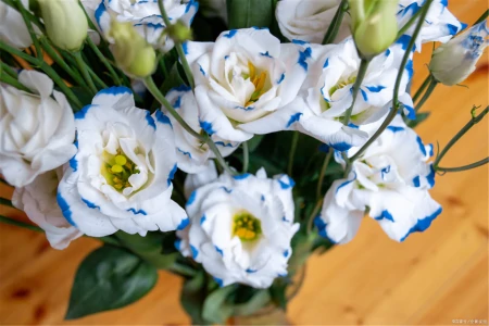 7种专挑寒冷时节开花的绿植，冬天植物选择-寒冷的冬天开的花图片