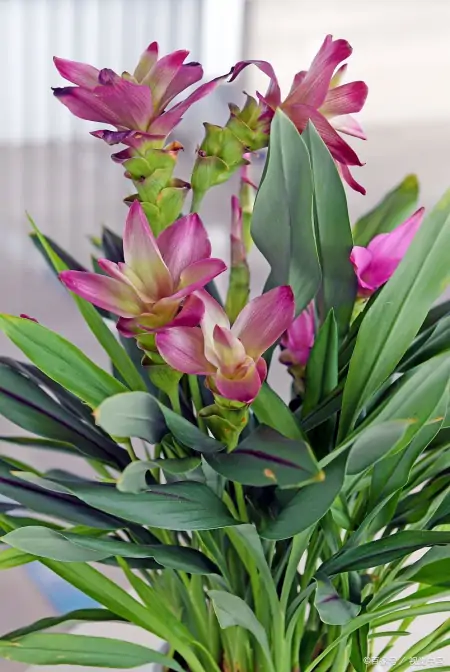 7种专挑寒冷时节开花的绿植，冬天植物选择-寒冷的冬天开的花图片