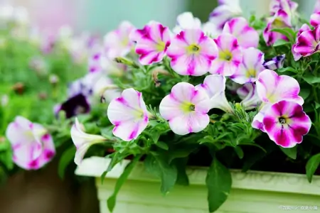 7种专挑寒冷时节开花的绿植，冬天植物选择-寒冷的冬天开的花图片