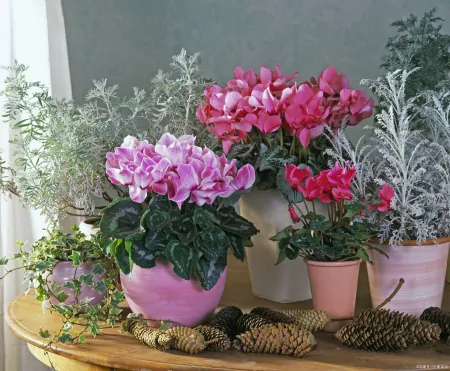 7种专挑寒冷时节开花的绿植，冬天植物选择-寒冷的冬天开的花图片
