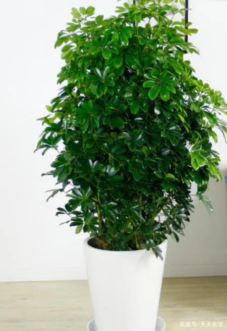 推荐以下三种较大型盆栽绿植看看自己喜欢的在其中吗-大型盆栽推荐