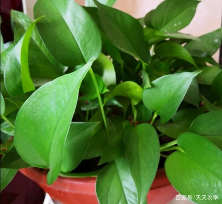 推荐以下三种较大型盆栽绿植看看自己喜欢的在其中吗-大型盆栽推荐