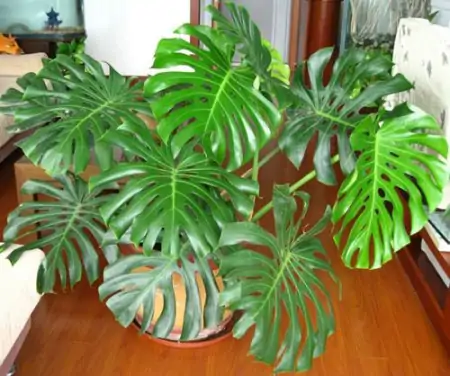 客厅摆放绿植，建议4种盆栽进备选名单，有生机好养护-放在客厅的绿植什么比较好