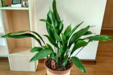 客厅摆放绿植，建议4种盆栽进备选名单，有生机好养护-放在客厅的绿植什么比较好