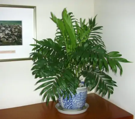 客厅摆放绿植，建议4种盆栽进备选名单，有生机好养护-放在客厅的绿植什么比较好