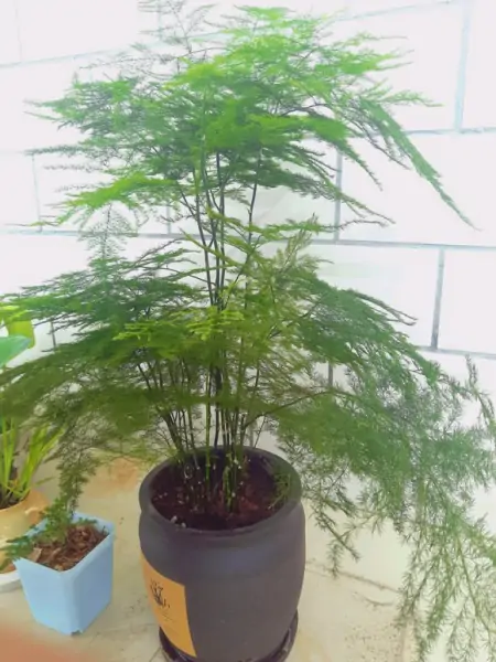 客厅摆放绿植，建议4种盆栽进备选名单，有生机好养护-放在客厅的绿植什么比较好