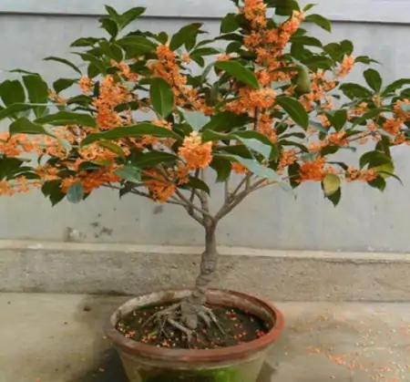 养花养“贵气”，4种花美观养眼，观赏价值高-养眼的花卉