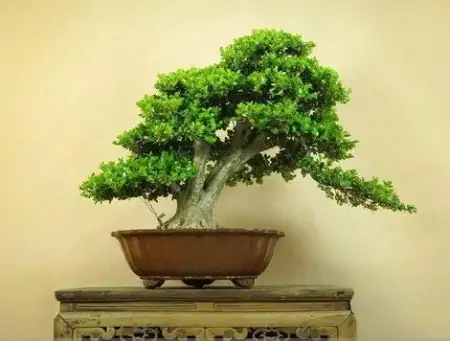 养花养“贵气”，4种花美观养眼，观赏价值高-养眼的花卉