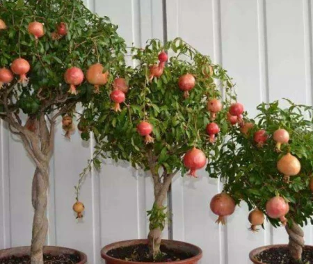 养花养“贵气”，4种花美观养眼，观赏价值高-养眼的花卉