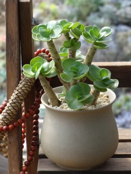 3种长青不败的绿植盆栽，寓意好又美观，适合养在室内-什么树长青不老