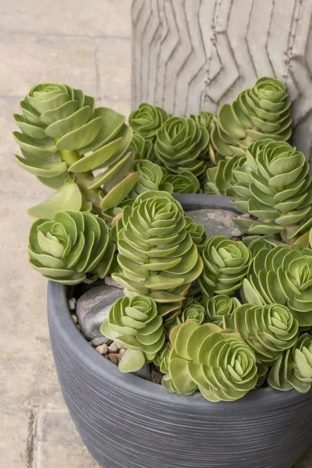 3种长青不败的绿植盆栽，寓意好又美观，适合养在室内-什么树长青不老