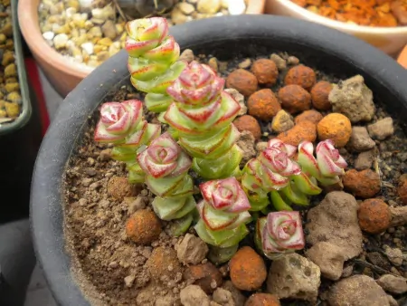 3种长青不败的绿植盆栽，寓意好又美观，适合养在室内-什么树长青不老