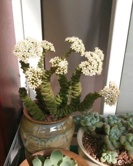 3种长青不败的绿植盆栽，寓意好又美观，适合养在室内-什么树长青不老