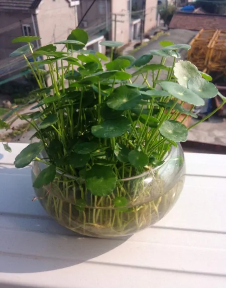 3种长青不败的绿植盆栽，寓意好又美观，适合养在室内-什么树长青不老