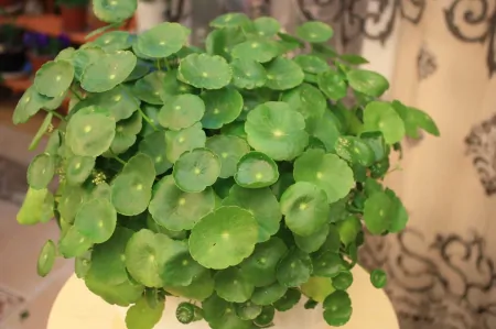 3种长青不败的绿植盆栽，寓意好又美观，适合养在室内-什么树长青不老