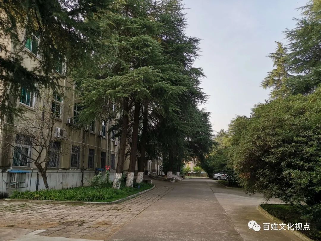 1980年代那些臭虫、虱子、跳蚤们-80后小时候的