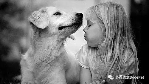 不同毛色的犬猫如何快速辨别是否有寄生虫-怎么看猫的毛质