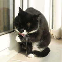 不同毛色的犬猫如何快速辨别是否有寄生虫-怎么看猫的毛质