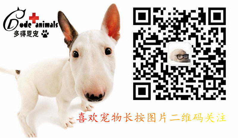 不同毛色的犬猫如何快速辨别是否有寄生虫-怎么看猫的毛质