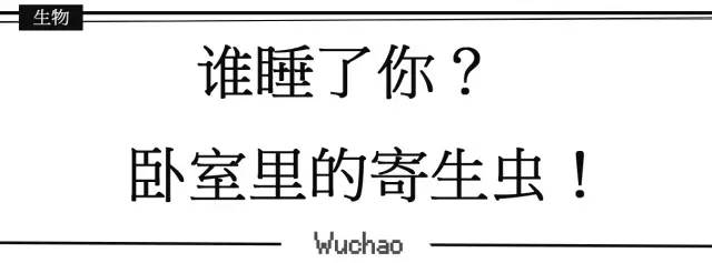 谁在卧室睡了你？除了枕边爱人，可能还有它们……-谁在房间里