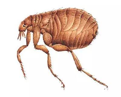 谁在卧室睡了你？除了枕边爱人，可能还有它们……-谁在房间里