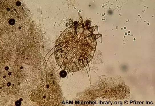 谁在卧室睡了你？除了枕边爱人，可能还有它们……-谁在房间里