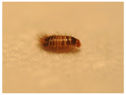 万物复苏，孩子身上起皮疹，你一定要看看这篇！-孩子身上皮疹怎么回事