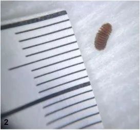 万物复苏，孩子身上起皮疹，你一定要看看这篇！-孩子身上皮疹怎么回事