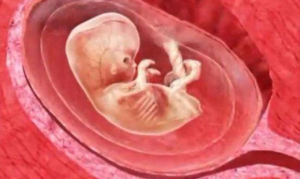 胎宝宝的三个关键发育期，孕妈妈一定要把握好（胎儿发育分为哪几个阶段）