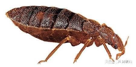 为何小时候大多数人都会长的“虱子”，现在都不见了？今天知道了-为什么小时候头上长虱子长大了不长