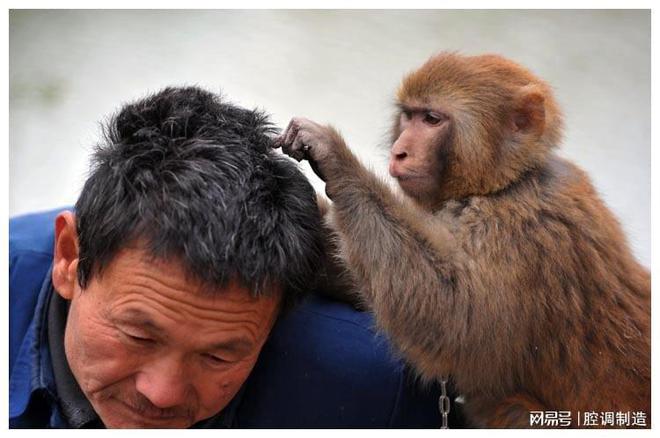 为何小时候大多数人都会长的“虱子”，现在都不见了？今天知道了-为什么小时候头上长虱子长大了不长