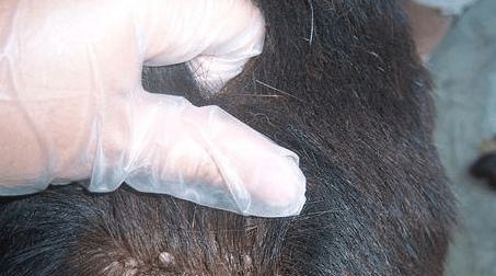 虱子是咋来的？30年前男女老少都长虱子，为何现在却“销声匿迹”-虱子的由来这是怎么长出来的