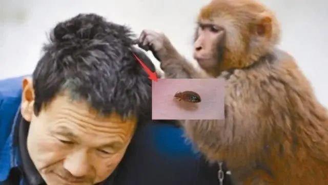 虱子是咋来的？30年前男女老少都长虱子，为何现在却“销声匿迹”-虱子的由来这是怎么长出来的