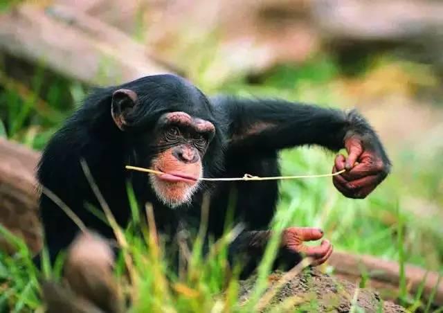 虱子是咋来的？30年前男女老少都长虱子，为何现在却“销声匿迹”-虱子的由来这是怎么长出来的