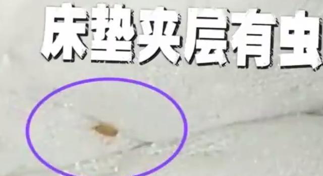 只要躺下就有东西蠕动，打开床垫一看女子崩溃：浑身都起鸡皮疙瘩-躺下不动感觉有小虫在爬一样的感觉