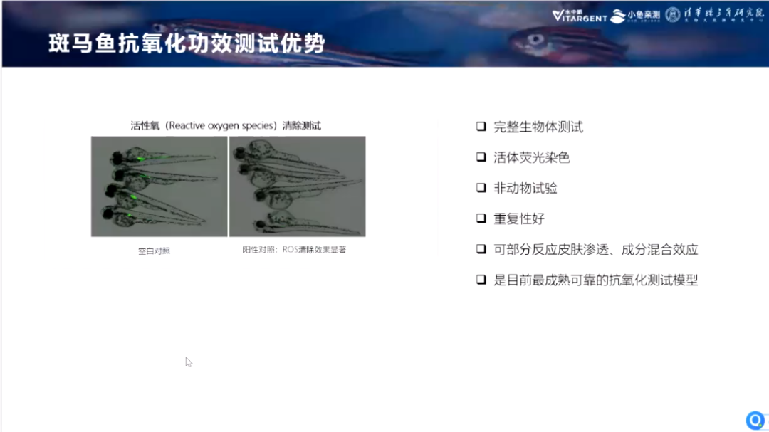 团体标准丨《化妆品抗皱、紧致功效-斑马鱼胚胎活性氧 （ROS）清除测试方法》团标开启研讨！-斑马鱼胚胎结构图
