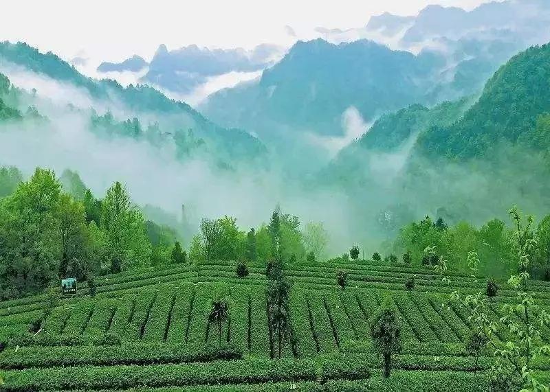 中国这十年，茶行业百强前十名，有半数是十年“常青”常在-中国茶业百强企业排名