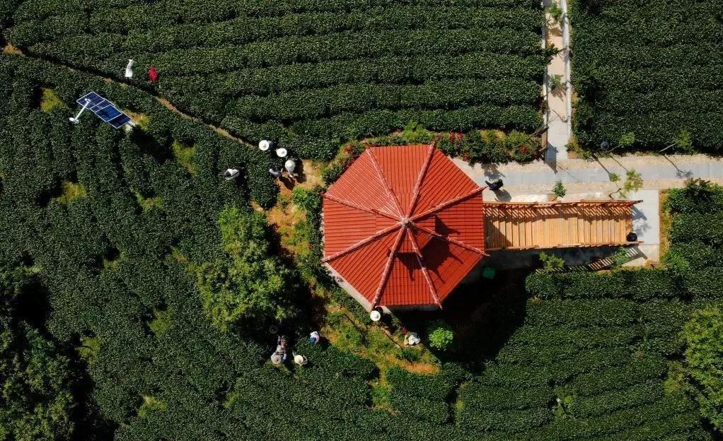 中国这十年，茶行业百强前十名，有半数是十年“常青”常在-中国茶业百强企业排名