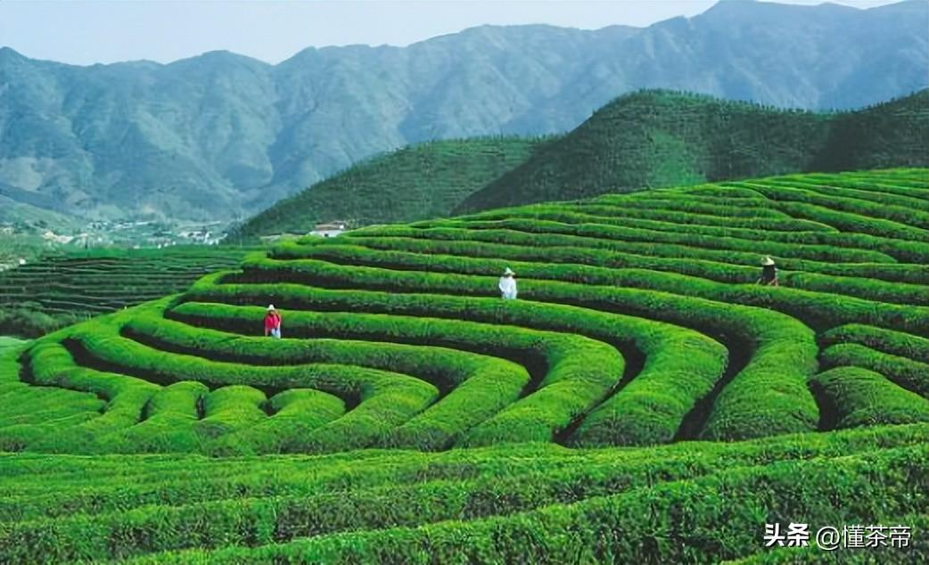 2023年价值最高的十大茶品牌，第一名达82.64亿元，连续5年夺冠-2020茶叶排行