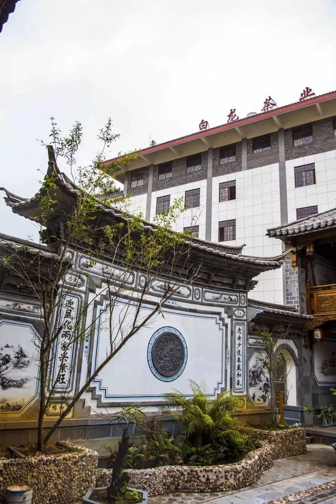 云南景谷白龙茶业股份有限公司企业介绍-景谷白龙野生熟茶