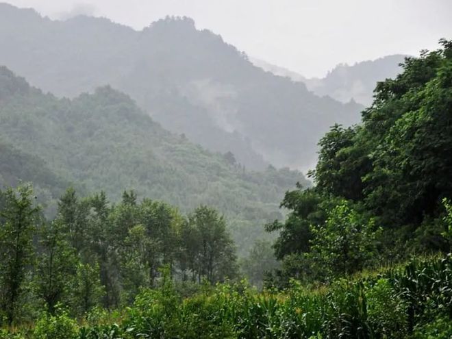 云南景谷白龙茶业股份有限公司企业介绍-景谷白龙野生熟茶